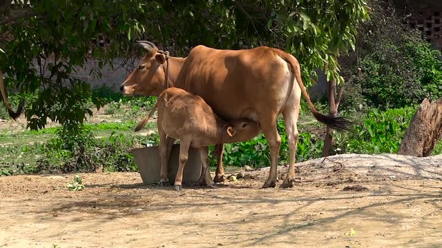 The calf sucking the milk of the cow