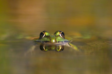 Grass frog reflection