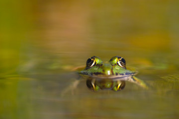 Grass frog reflection