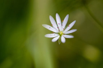 Little white flower