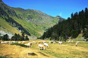 Fototapeta na wymiar Marcadau 2016, Troupeau et randonneurs dans les Pyrénées 