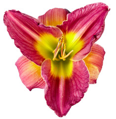 Naklejka premium Hemerocallis bud is photographed macro, garden flower, isolated