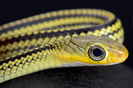 Big-eyed ratsnake, Ptyas dhumnades, Taiwan