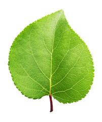 Fototapeta premium Apricot green leaf isolated on white background