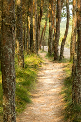 Obraz premium Path in the woods