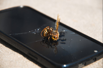 Hornet victim lying on the broken phone.