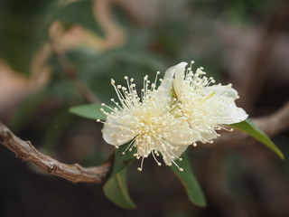 white guava flower photograph OLYMPUS DIGITAL CAMERA