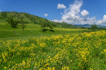 wildflowers meadow mountains yellow