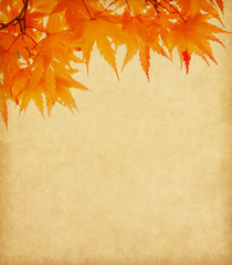 Old paper with orange autumn leaves © Antonel