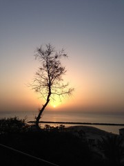 Fototapeta na wymiar Sunset, tree, Israel