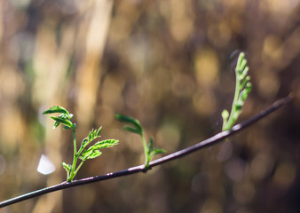 Plants leaves grow in the morning sun on Blackground 