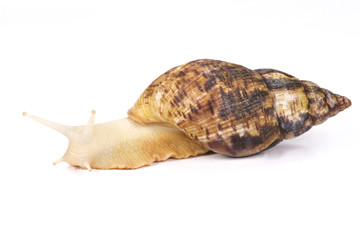 Albino Giant African land snail, Achatina reticulata