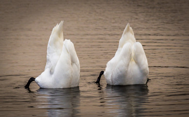 Swans
