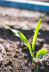 Plants leaves grow in the morning sun on Blackground 