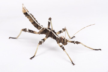 Sunny stick insect, Sungaya inexpectata, Philippines