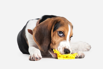 Dog. Beagle puppy portrait on a white background