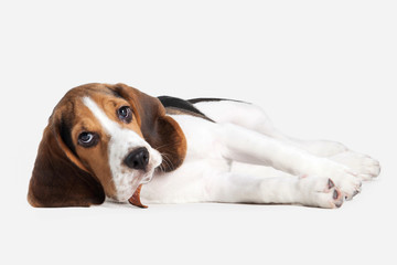 Dog. Beagle puppy portrait on a white background