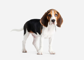 Dog. Beagle puppy portrait on a white background