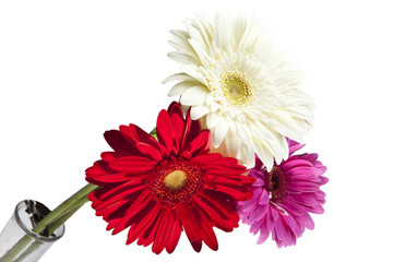 Three bright flowers. Gerbera.