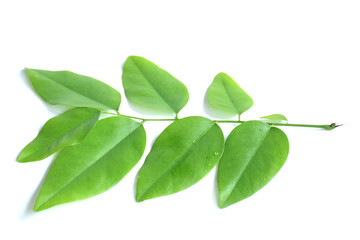 Burma padauk leaf isolated on white background,Pterocarpus macrocarpus