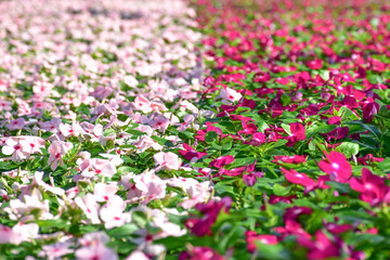 two colors border of Vinca flower in the park