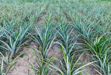 Pineapple plants on pineapples field