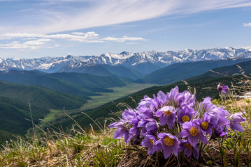 Fototapeta premium flowers mountain snow background snowdrops