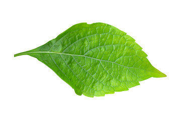 Naklejka na ściany i meble Caraway leaf isolated on white background
