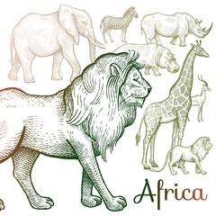 Illustration of African animals.