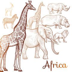 Illustration of African animals.