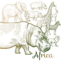 Illustration of African animals.