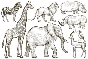 African animals elephant, giraffe, lion, zebra, rhino and hippop
