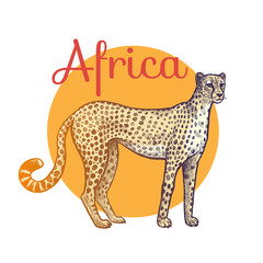 African animals Cheetah.