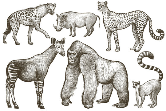 African animals hyena, okapi, cheetah, gorilla, warthog, lemur.