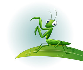Cartoon praying mantis on leaf