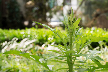 Conservation of environment concept. Green leaf texture.