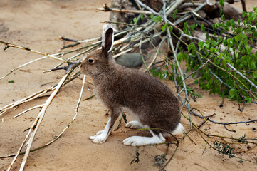 Brown Hare