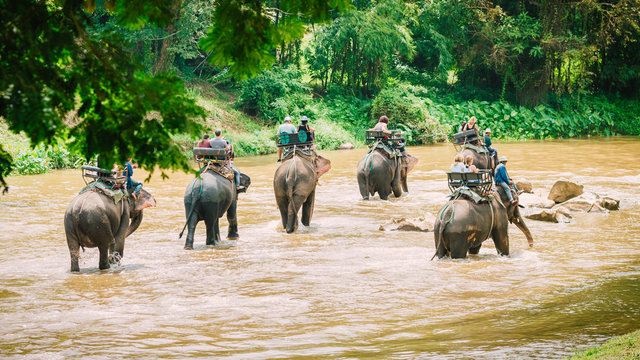 Riding elephant through the wood is very popular activity for tourist and traveler. It can see in Chiang mai ,Thailand.
