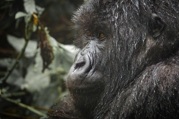 Closeup of mountain gorilla face