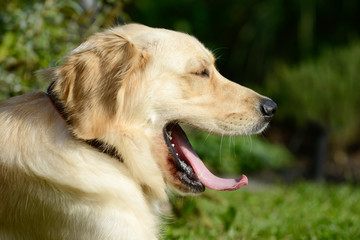dog golden retriever yawning in the nature