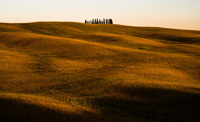 Obraz premium Famous Cypress grove of Tuscany, Italy. San Quirico d'Orcia. Rolling hills and landscape in Tuscany.