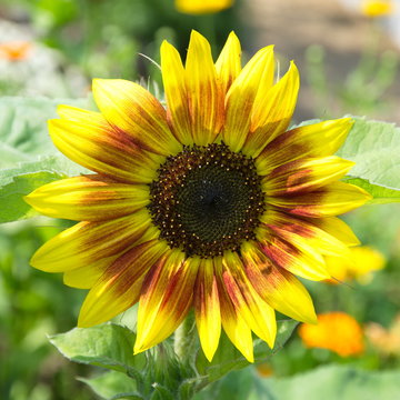 Decorative sunflower closeup