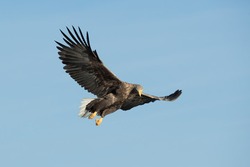 Hunting Sea Eagle