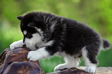 Alaskan malamute puppy