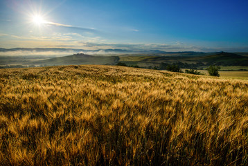 Fototapeta na wymiar Golden wheat field of Tuscany in the summer. 