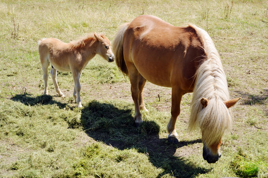 Pferde - kleines Fohlen mit Mutter
