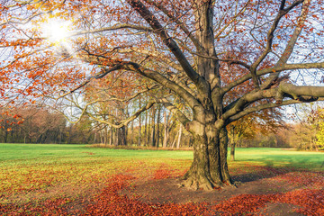 Baum mit buntem Laub und Sonne im Herbst