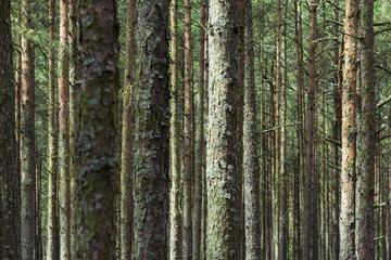 Сосновый лес на Куршской косе © Daria Abramova