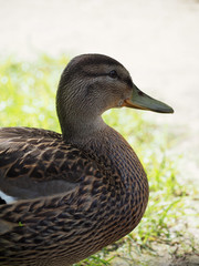 portrait of a duck in profile