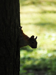 Silhouette squirrel